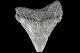 Juvenile Megalodon Tooth - Georgia #83633-1